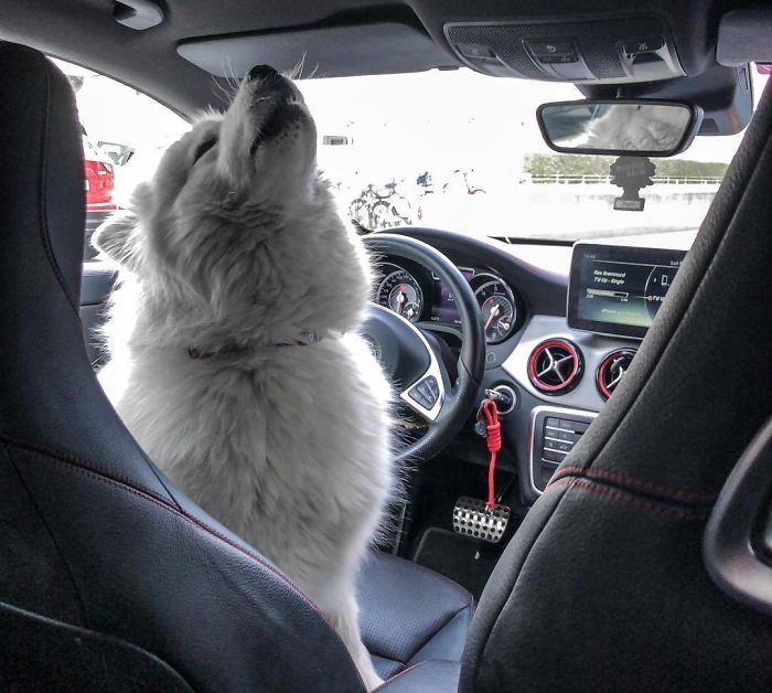 Let's Go Hoooooooman, I'm Your Driver Today