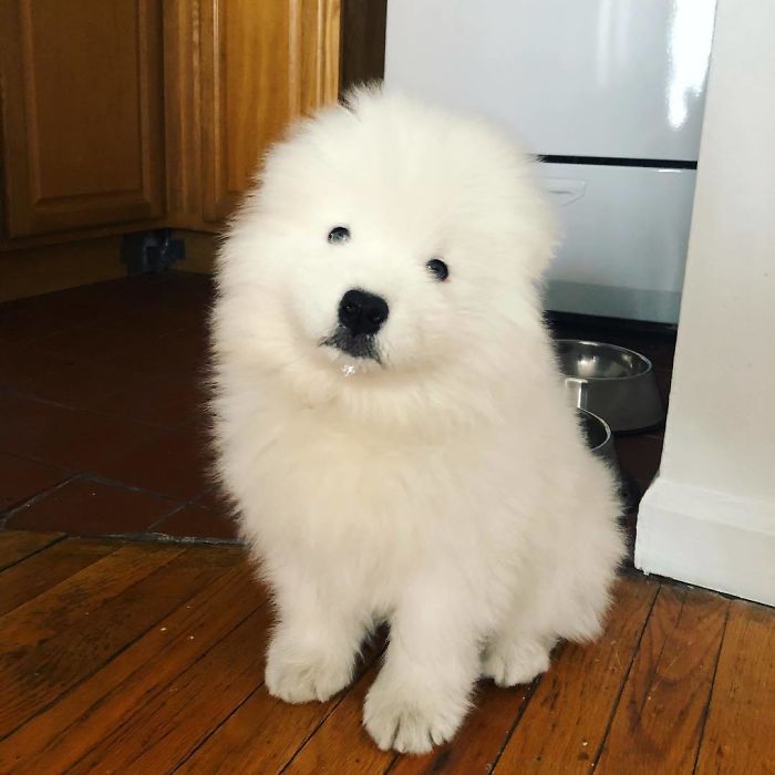 This Is Biff And He Likes To Eat Tape