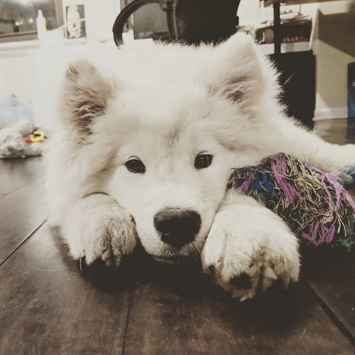 Hoomans Won't Play Tug With Me Anymore While I'm Teething