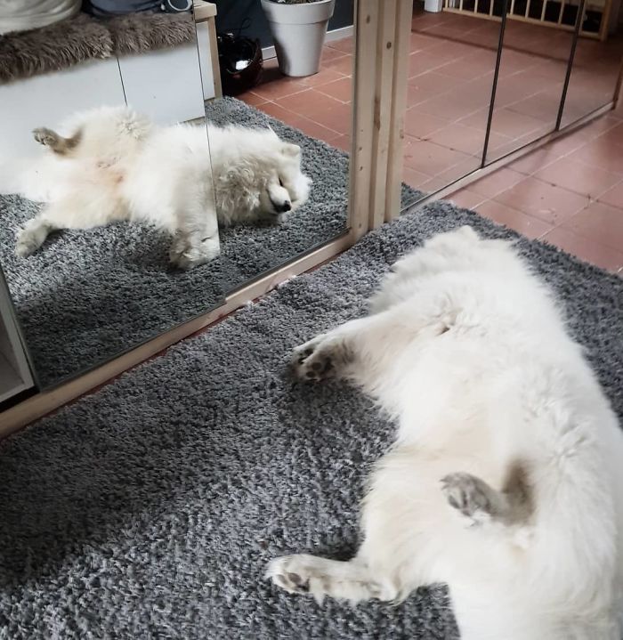 Gooosh, A New Sammyfriend Just For Me. It's So Funny Cause When I Move My Foot - He Does The Same