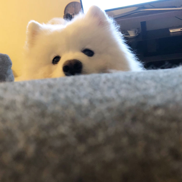 Hungrily Eyeing On My Vegi