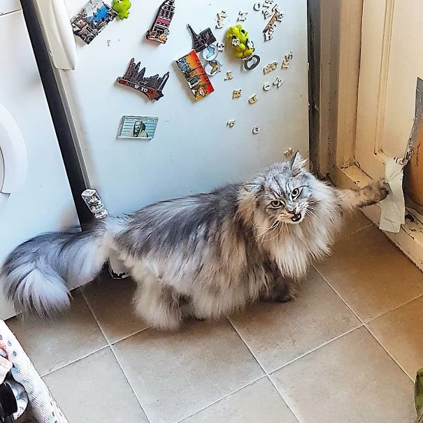 Stupid Cat Tried To Tear Down The Cat Flap Guard. Stupid Cat Got His Paw Stuck To The Gaffer Tape. Stupid Cat Is Really Upset