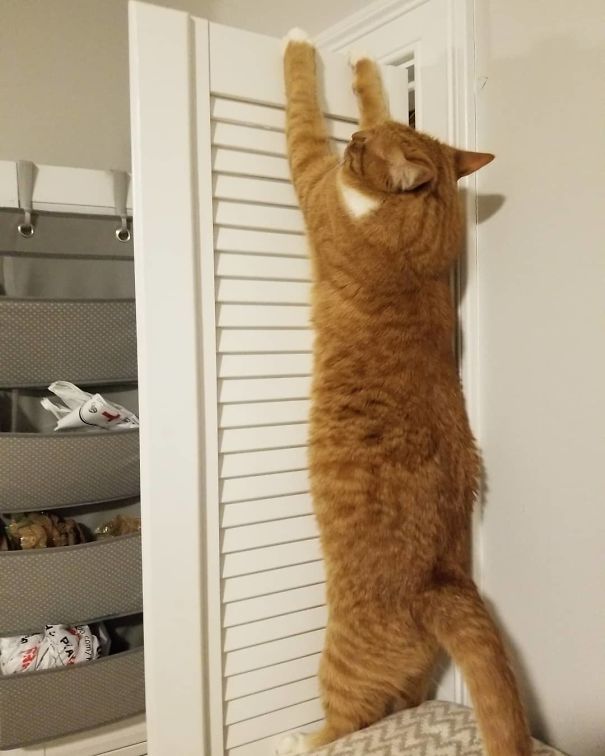 Guess Who Got Too Ambitious Exploring, Got Their Claws Stuck In The Wooden Laundry Room Door, And Required Human Help Getting Down?