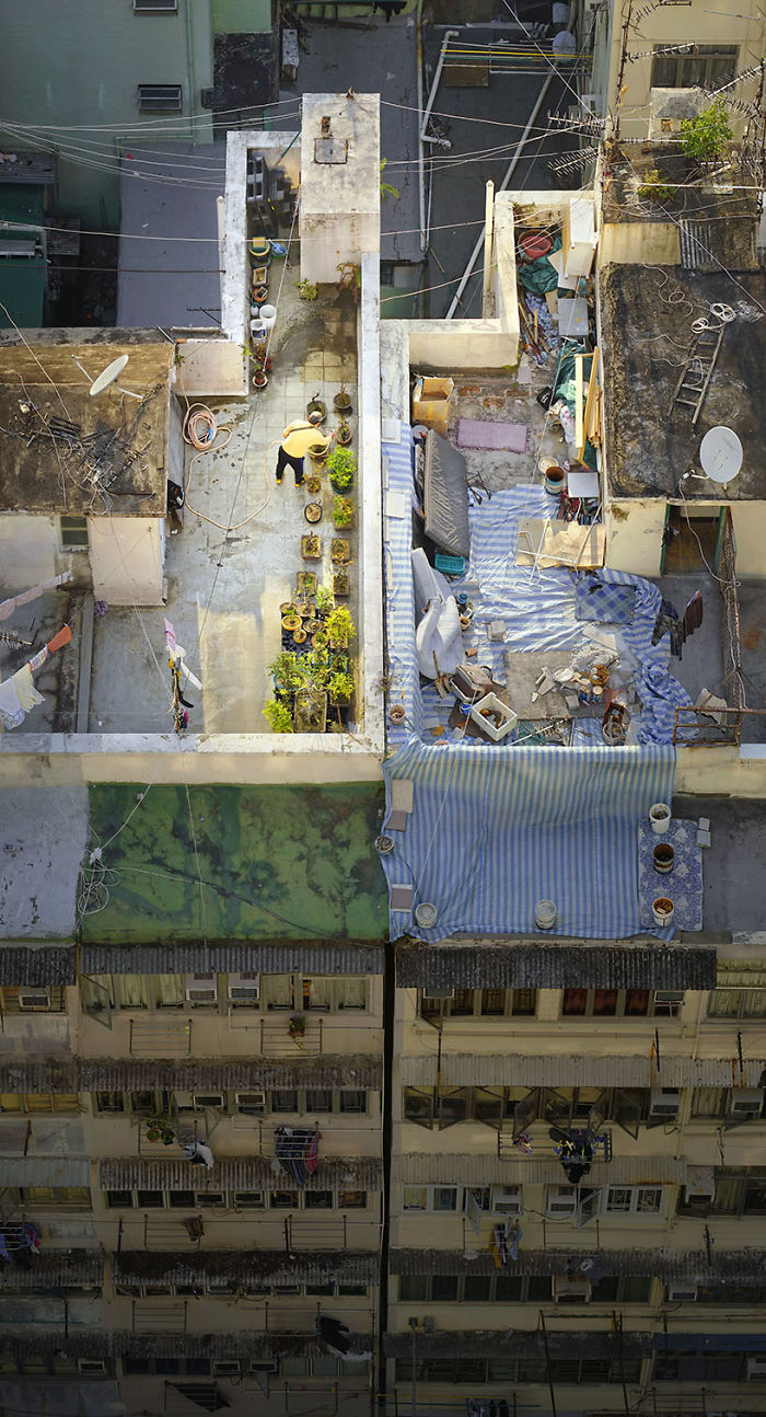 "Bonsai Master," A Man Is Watering Bonsai Trees On The Rooftop Of His Building