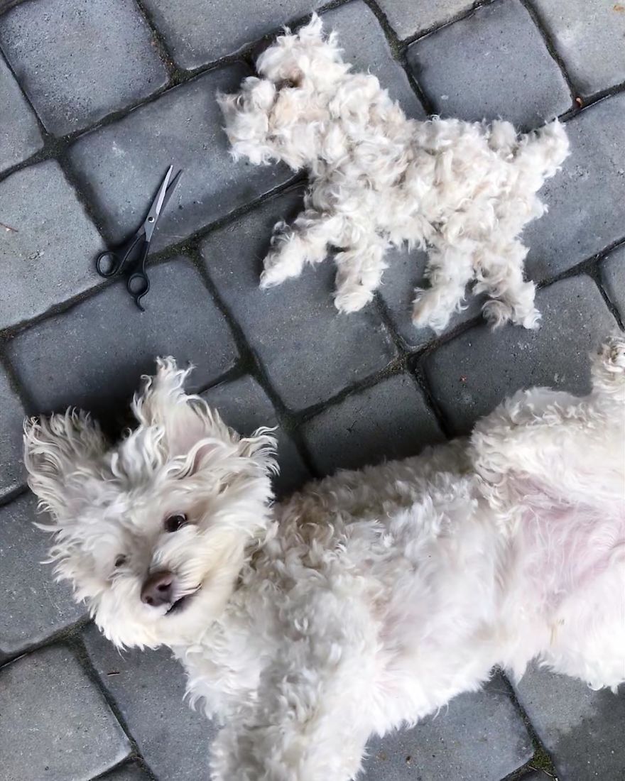 Our Dog Leo Loves Grooming And We Love Making Art From His Hair Our Dog Leo Loves Grooming And We Love Making Art From His Hair