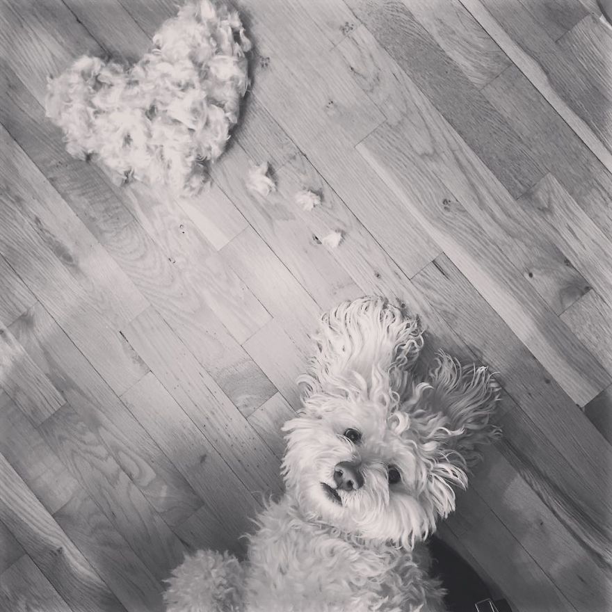 Our Dog Leo Loves Grooming And We Love Making Art From His Hair Our Dog Leo Loves Grooming And We Love Making Art From His Hair