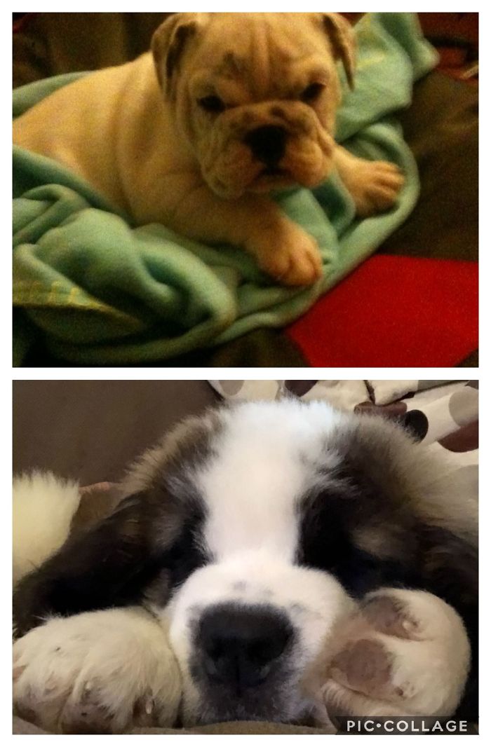 Sir Winston Churchill And Megatron! The Grumpy & The Giant