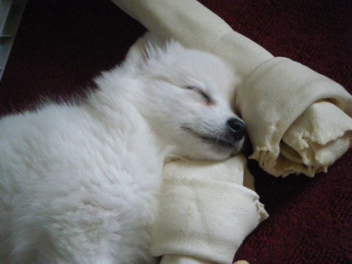 This Is Sushi When She Was A Few Months Old. You Can't See It, But The Bones Were Like 2ft. Long Lol. She Picked Them Out At The Pet Store And She Just Loved Them So Much