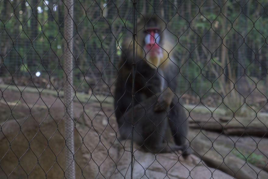 Zoo From My Point Of View.