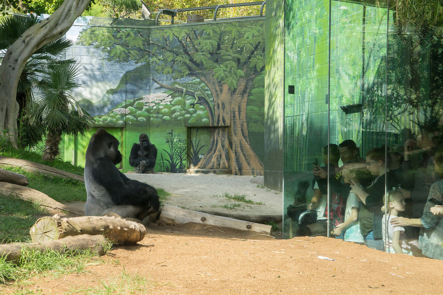 Zoo From My Point Of View. Zoo From My Point Of View.