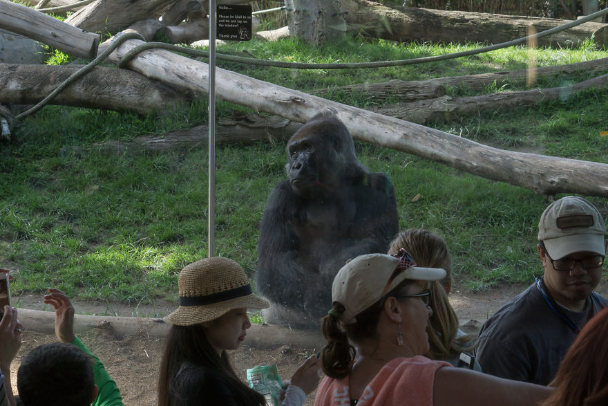 Zoo From My Point Of View. Zoo From My Point Of View.