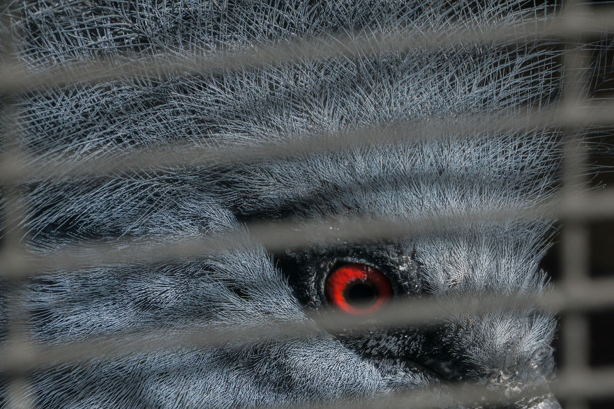 Zoo From My Point Of View.