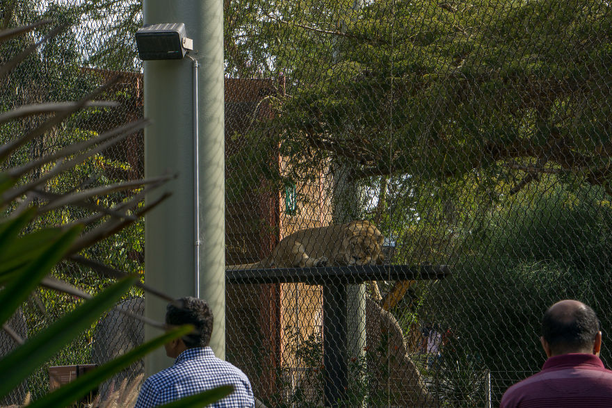 Zoo From My Point Of View. Zoo From My Point Of View.