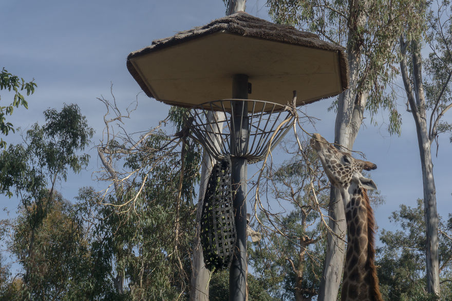 Zoo From My Point Of View. Zoo From My Point Of View.