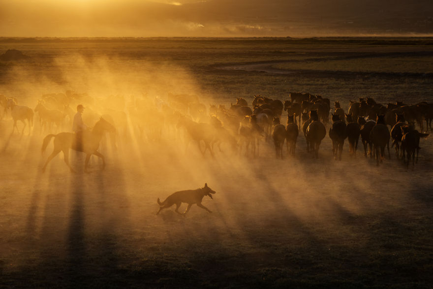 Wild Horses Of Cappadocia Wild Horses Of Cappadocia