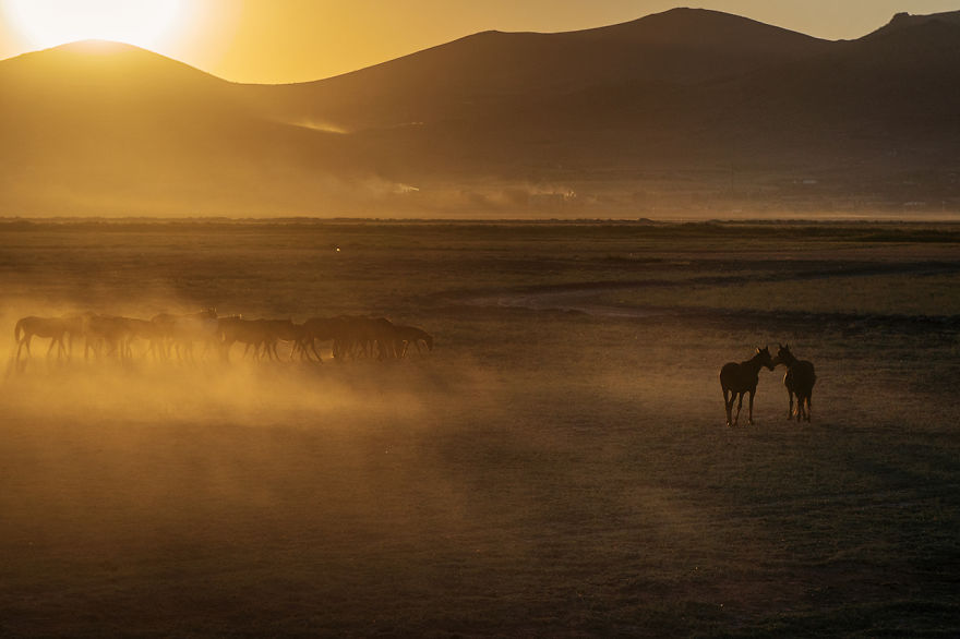 Wild Horses Of Cappadocia
