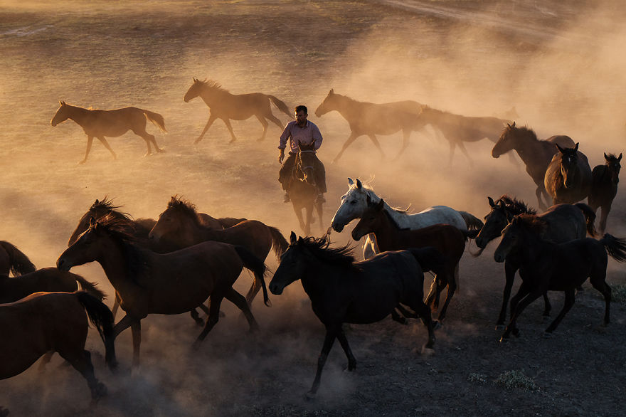Wild Horses Of Cappadocia