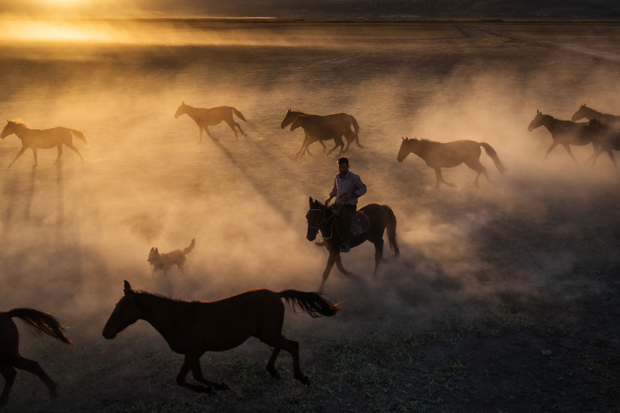 Wild Horses Of Cappadocia Wild Horses Of Cappadocia