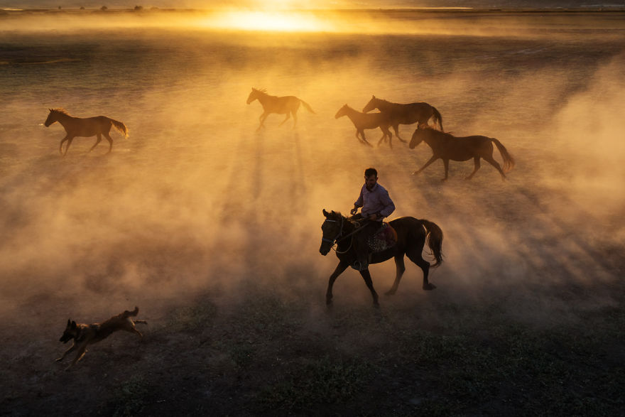 Wild Horses Of Cappadocia Wild Horses Of Cappadocia