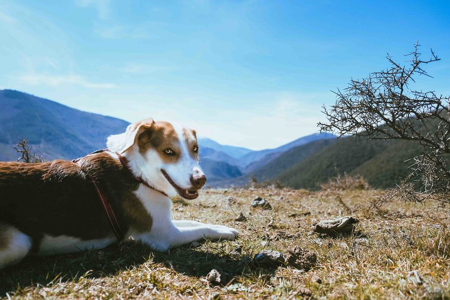 The African Dog That Hasn't Stopped Smiling For A Year