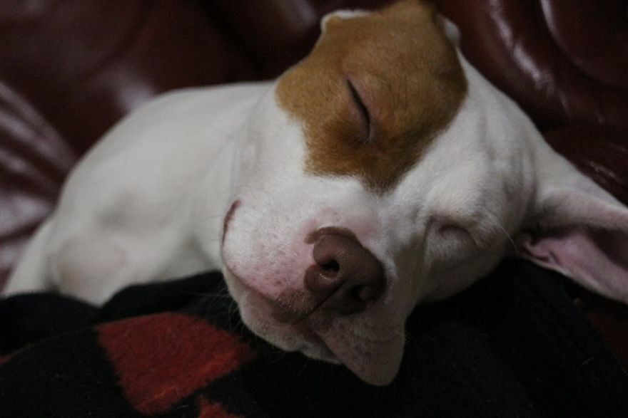 After Being Abandoned 5 Times, This Deaf Pup Finds His Home And Learns Sign Language After Being Abandoned 5 Times, This Deaf Pup Finds His Home And Learns Sign Language