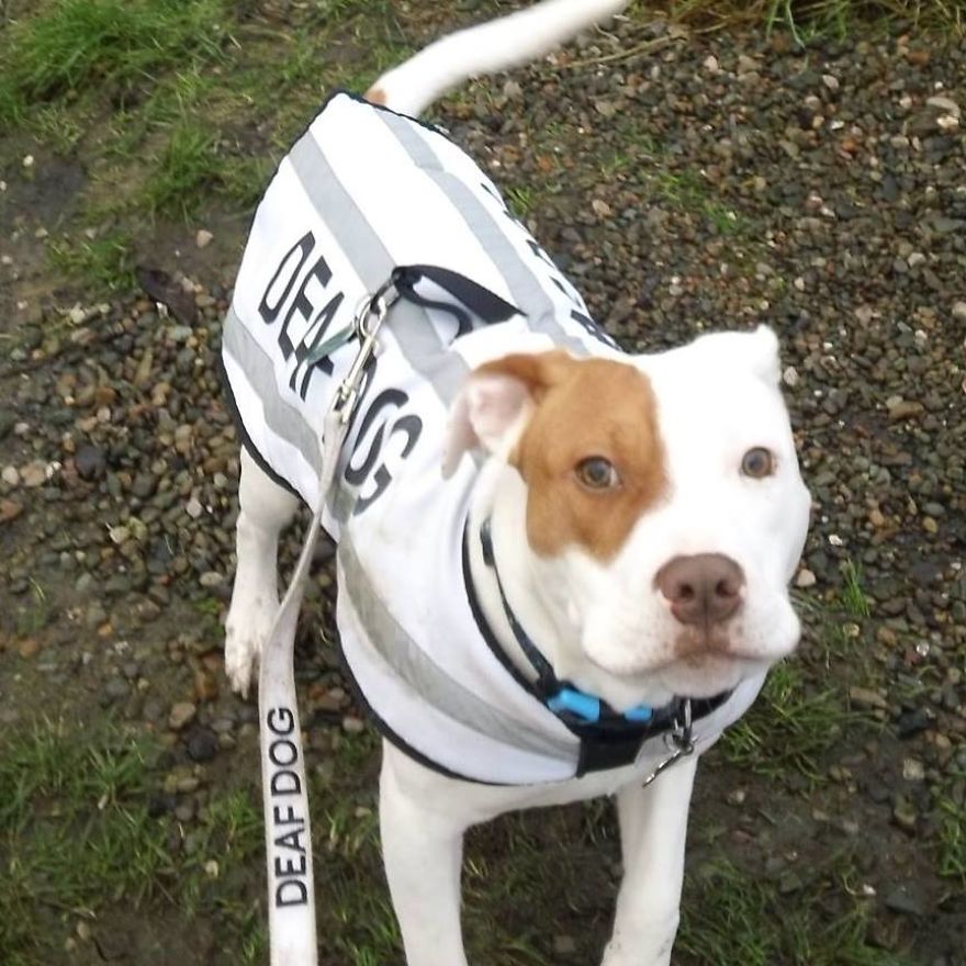 After Being Abandoned 5 Times, This Deaf Pup Finds His Home And Learns Sign Language After Being Abandoned 5 Times, This Deaf Pup Finds His Home And Learns Sign Language
