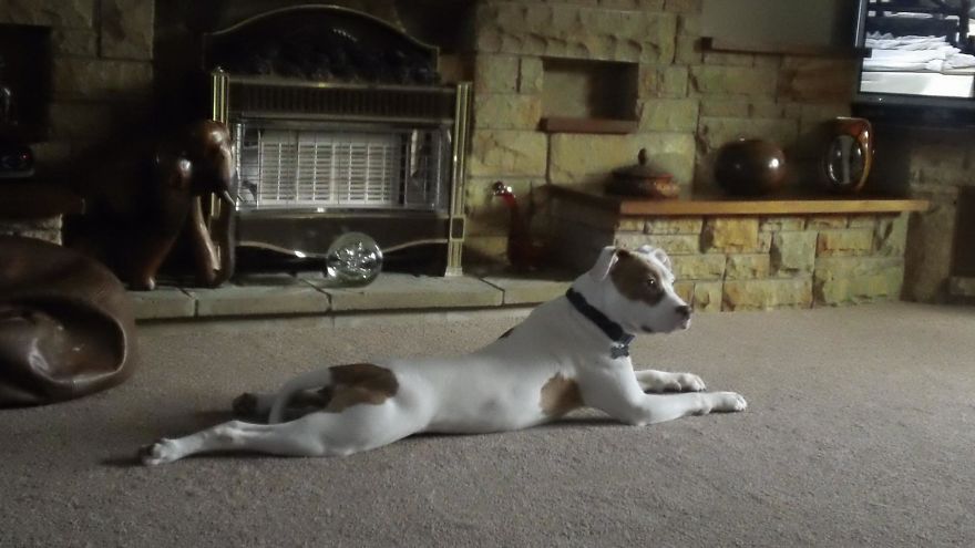 After Being Abandoned 5 Times, This Deaf Pup Finds His Home And Learns Sign Language