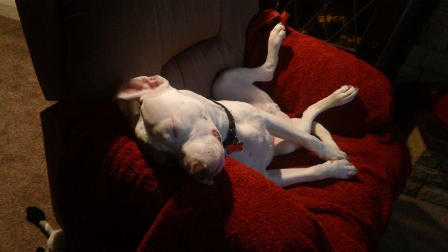 After Being Abandoned 5 Times, This Deaf Pup Finds His Home And Learns Sign Language