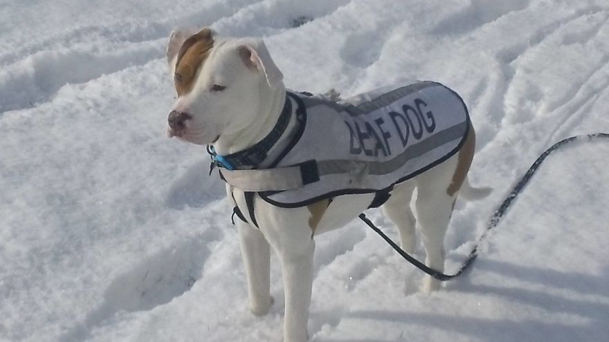 After Being Abandoned 5 Times, This Deaf Pup Finds His Home And Learns Sign Language After Being Abandoned 5 Times, This Deaf Pup Finds His Home And Learns Sign Language