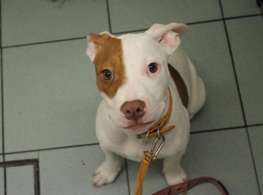 After Being Abandoned 5 Times, This Deaf Pup Finds His Home And Learns Sign Language