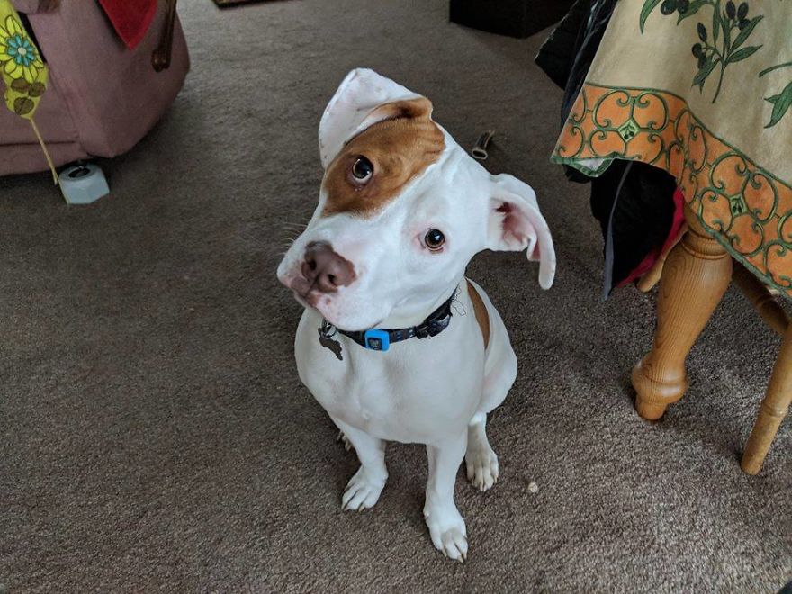 After Being Abandoned 5 Times, This Deaf Pup Finds His Home And Learns Sign Language After Being Abandoned 5 Times, This Deaf Pup Finds His Home And Learns Sign Language