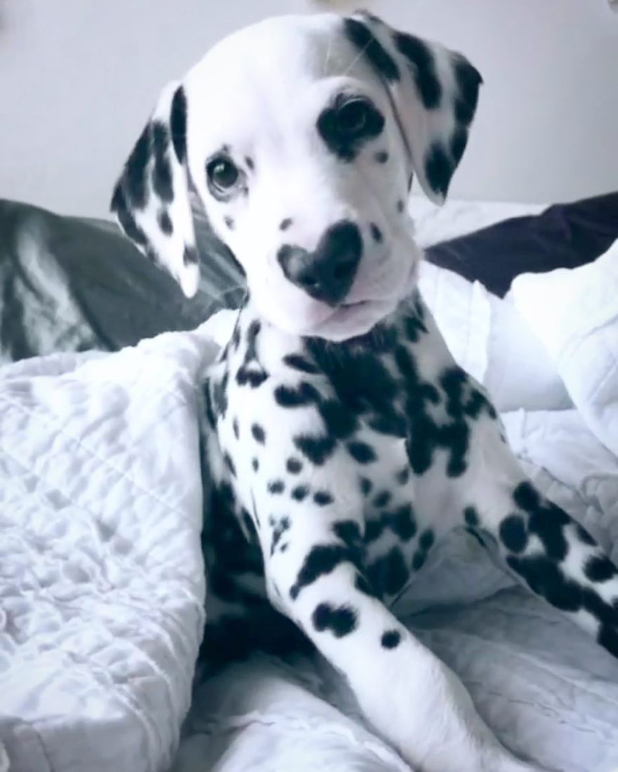 Dog With Heart Mark On Nose Enchants Where It Passes