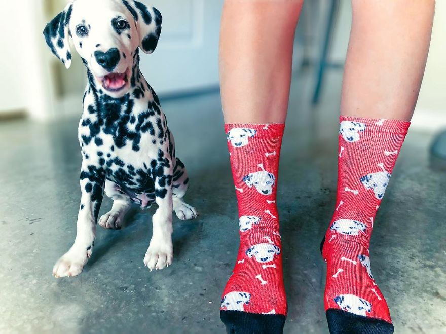 Dog With Heart Mark On Nose Enchants Where It Passes