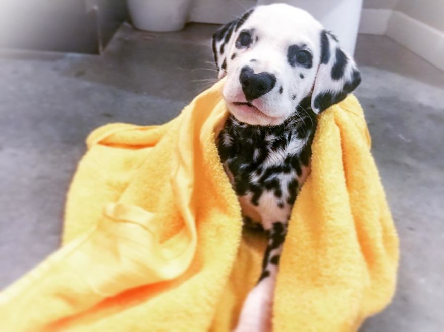 Dog With Heart Mark On Nose Enchants Where It Passes