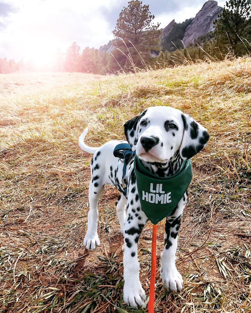Dog With Heart Mark On Nose Enchants Where It Passes