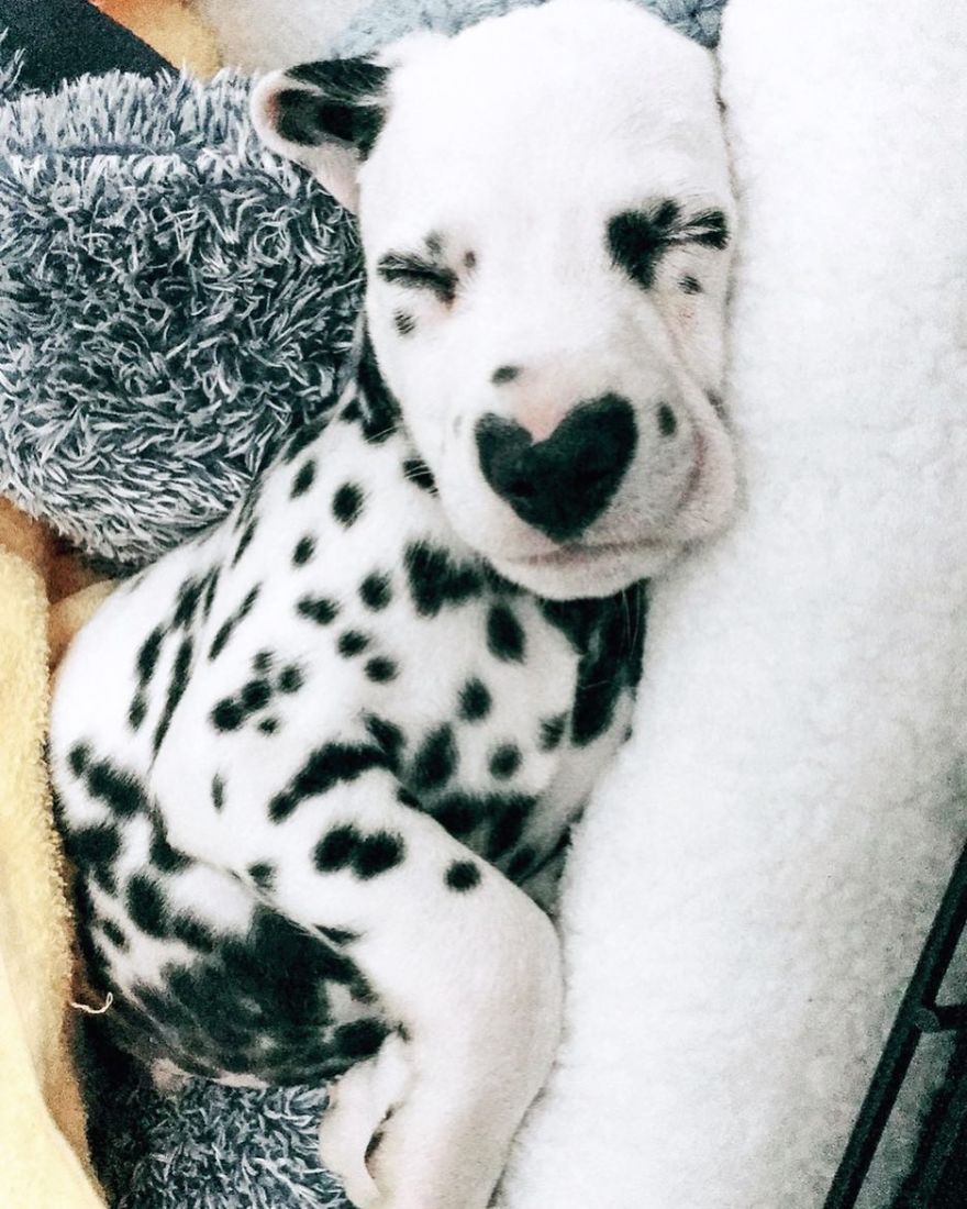 Dog With Heart Mark On Nose Enchants Where It Passes