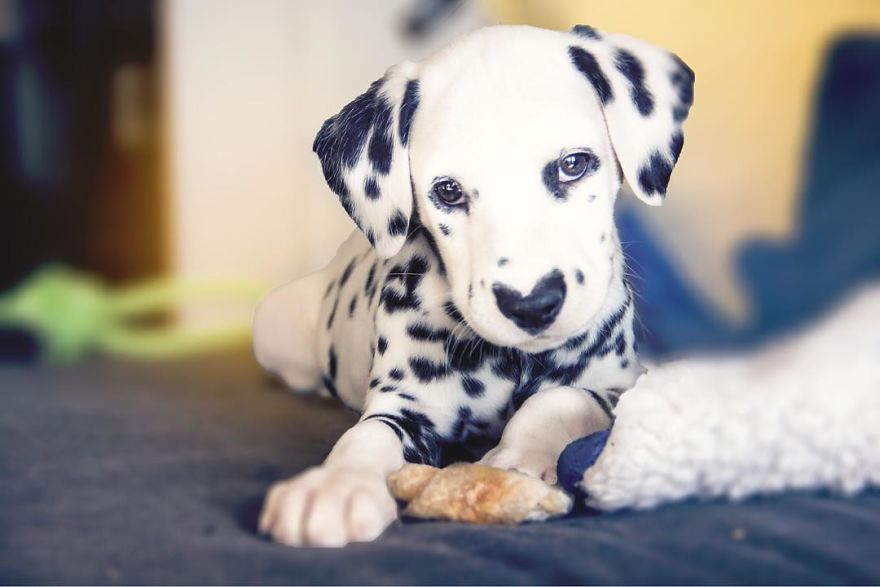 Dog With Heart Mark On Nose Enchants Where It Passes