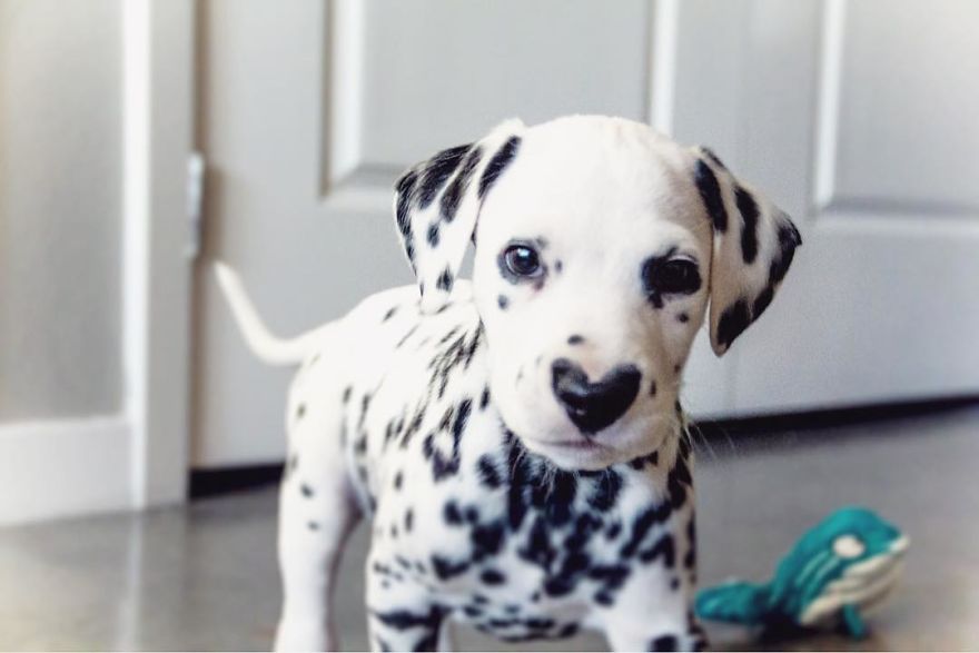 Dog With Heart Mark On Nose Enchants Where It Passes
