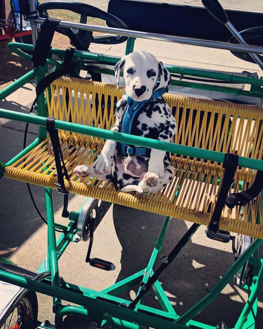 Dog With Heart Mark On Nose Enchants Where It Passes