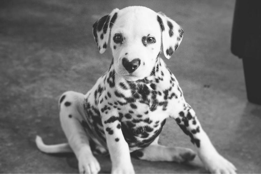 Dog With Heart Mark On Nose Enchants Where It Passes