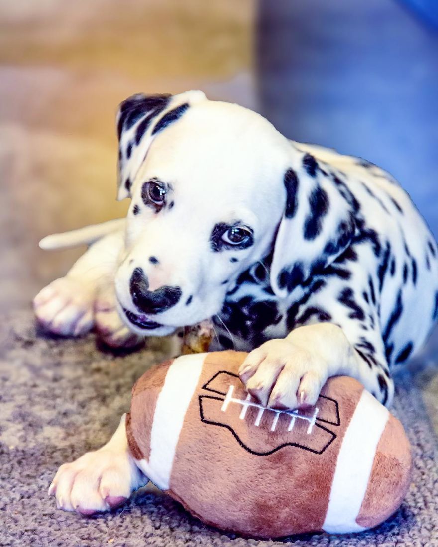 Dog With Heart Mark On Nose Enchants Where It Passes