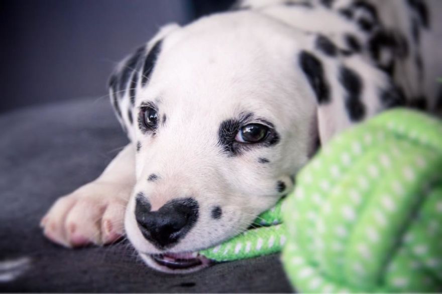Dog With Heart Mark On Nose Enchants Where It Passes