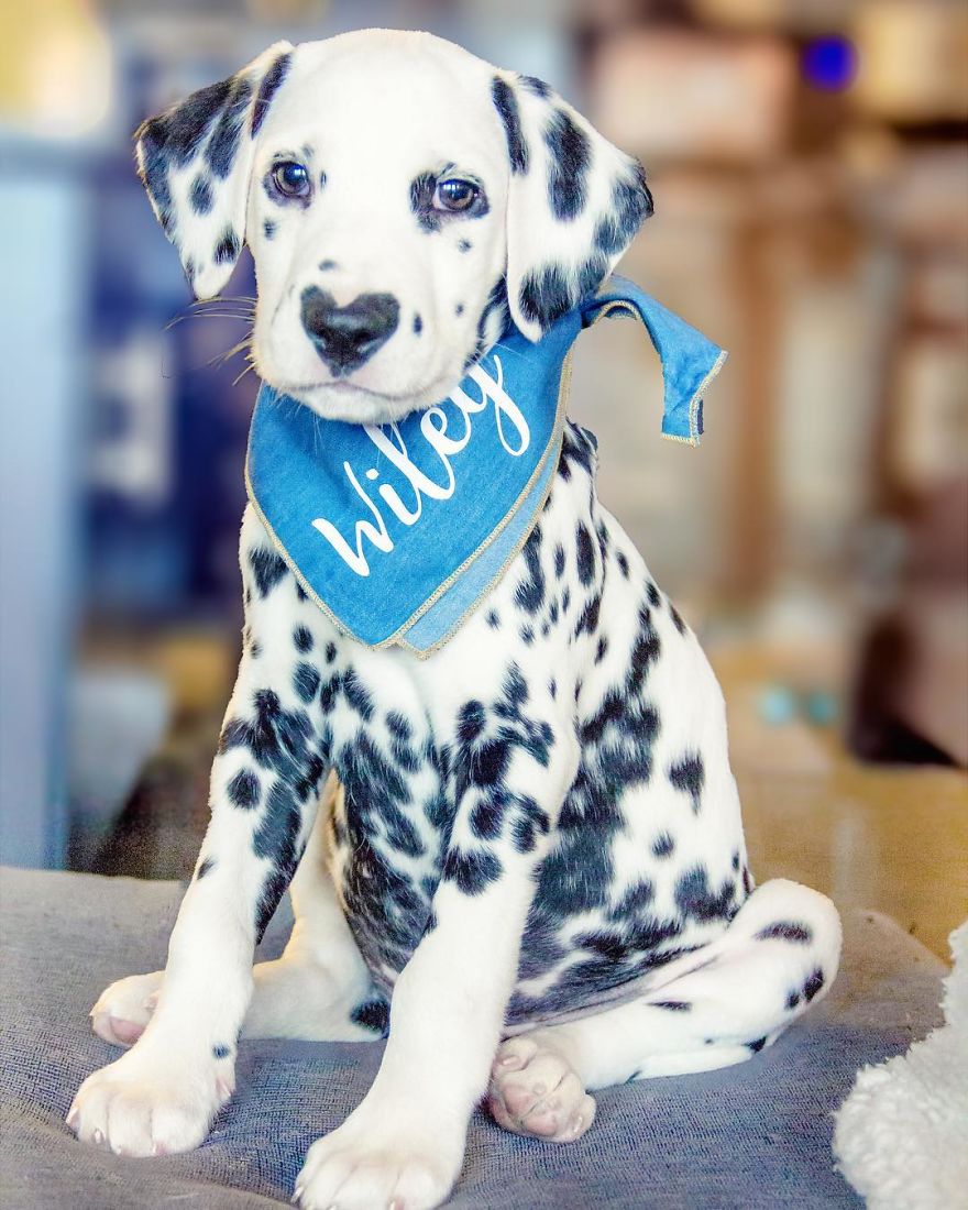 Dog With Heart Mark On Nose Enchants Where It Passes