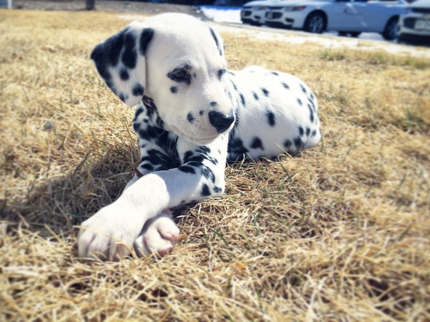 Dog With Heart Mark On Nose Enchants Where It Passes