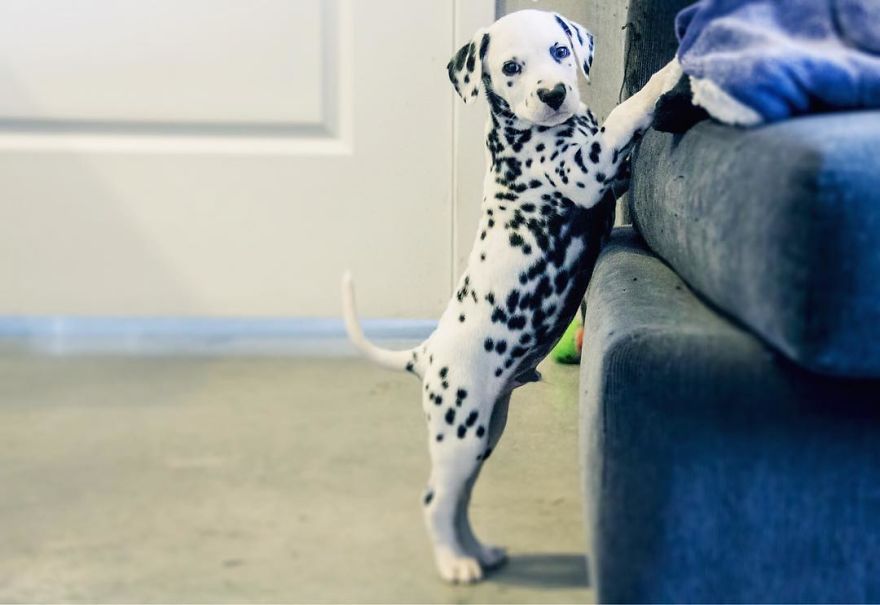Dog With Heart Mark On Nose Enchants Where It Passes