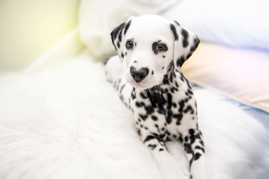 Dog With Heart Mark On Nose Enchants Where It Passes