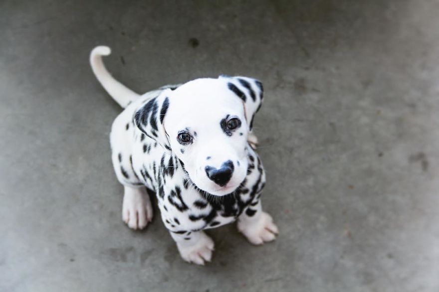 Dog With Heart Mark On Nose Enchants Where It Passes
