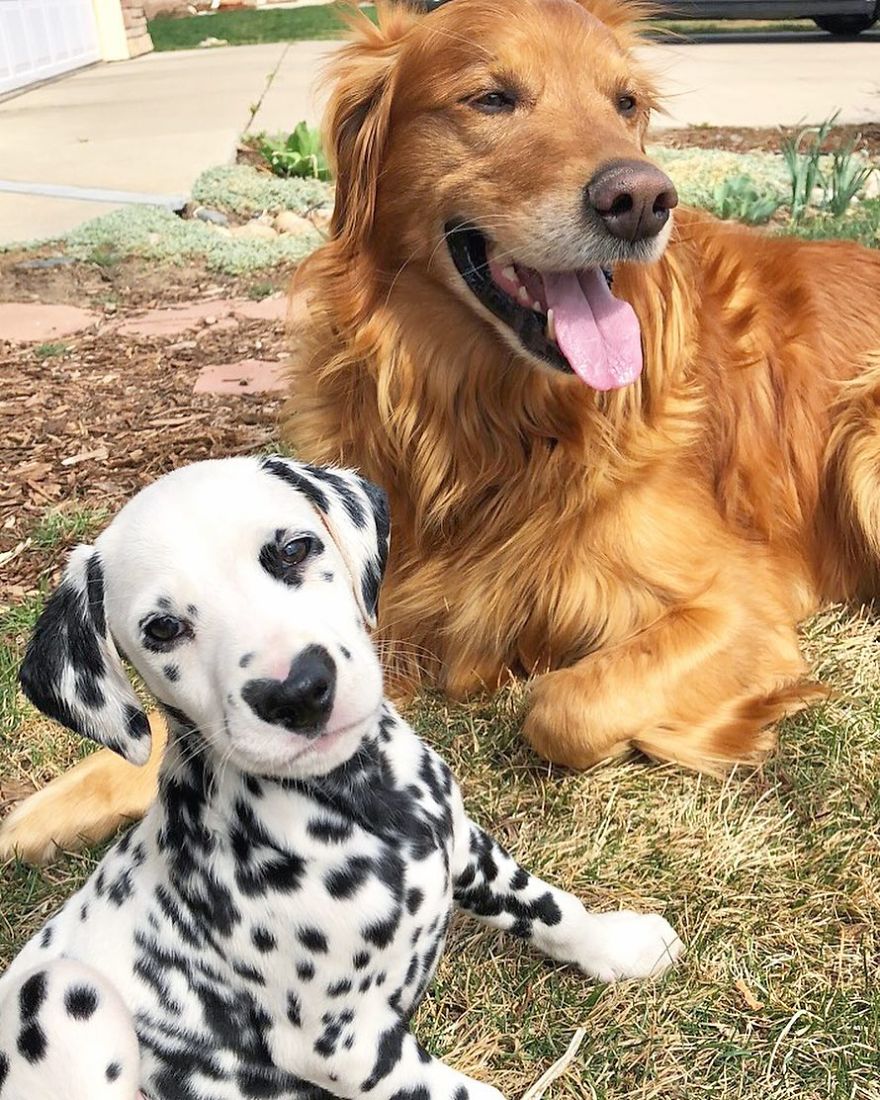 Dog With Heart Mark On Nose Enchants Where It Passes