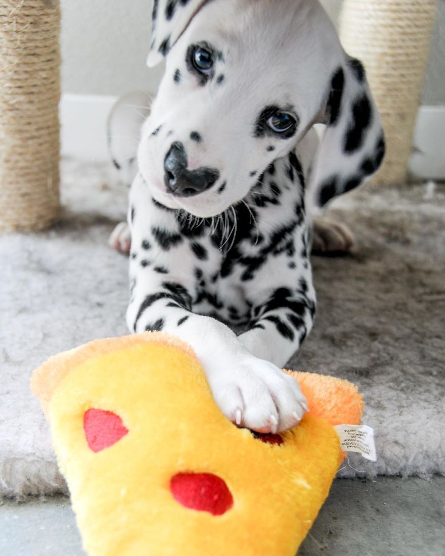 Dog With Heart Mark On Nose Enchants Where It Passes