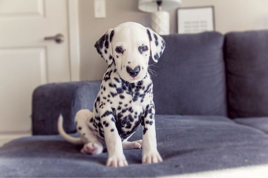 Dog With Heart Mark On Nose Enchants Where It Passes
